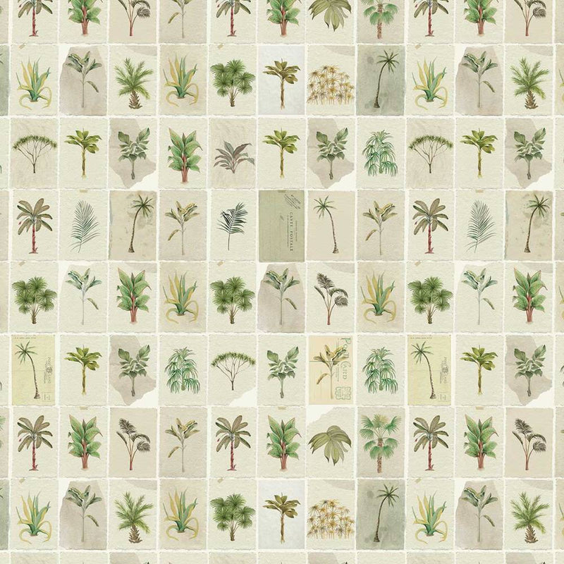 Postcards from the Tropics / AO-21